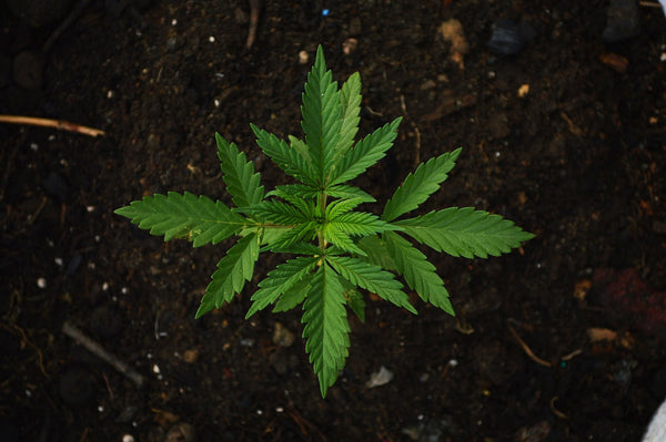 Wie man Cannabis in der vegetativen Phase anbaut